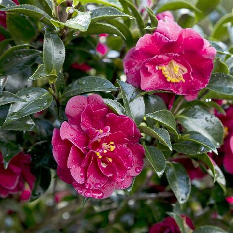 October magic ruby camellia